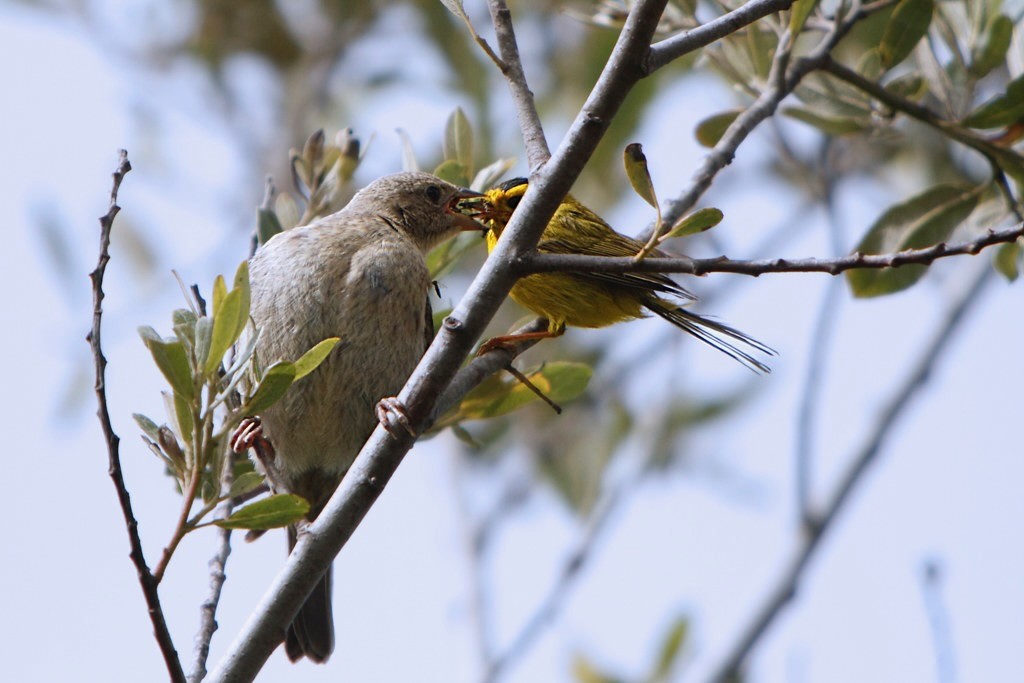 Wilson's Warbler feeding it's Cowbird chick 'offspring' by Alan Vernon. is licensed under CC BY-NC-SA 2.0.